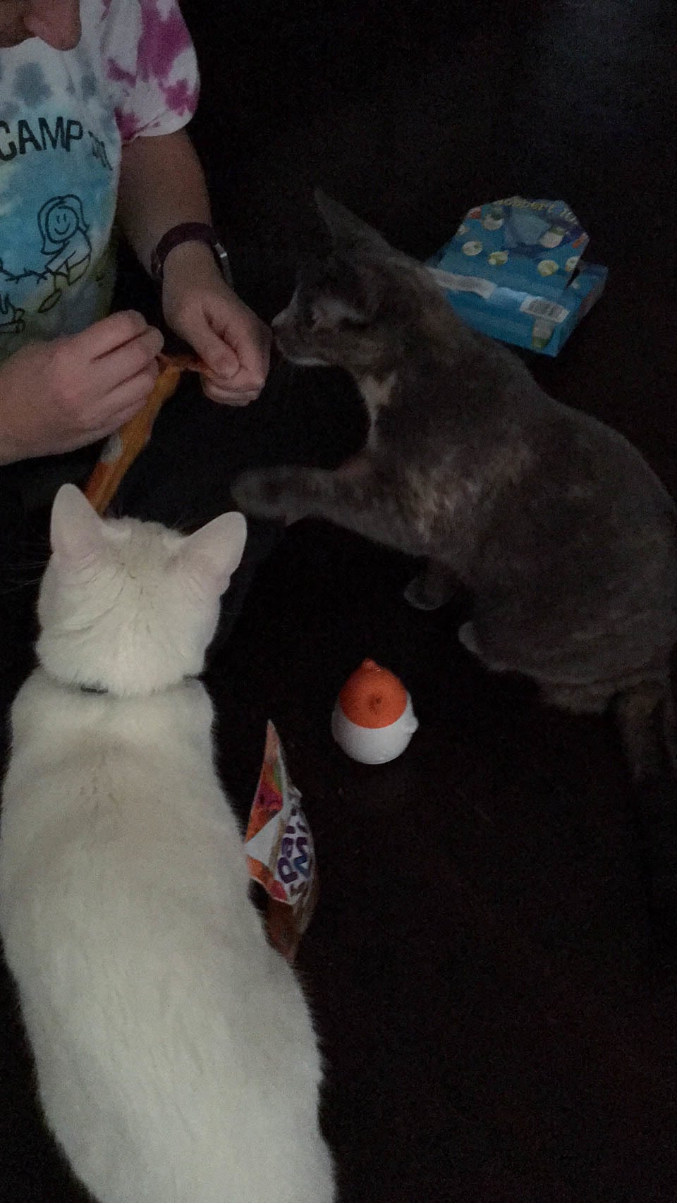 Friskies Wobbert Cat Toy Pull And Play Friskies Wobbert Cat Toy Pull And Play